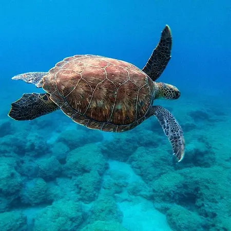 Apartment 3 Bed, Kapparis, Thea - 3a *