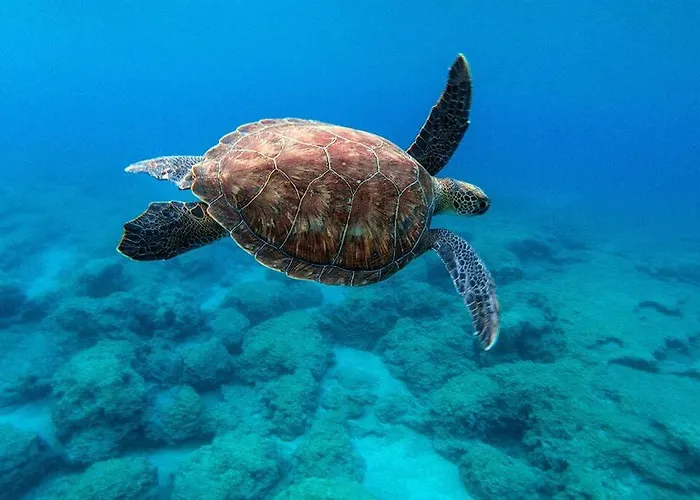 아파트 3 Bed, Kapparis, Thea - 3a *